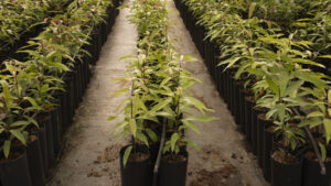 Reconnaître un CBD de qualité produit dans le Var : méthodes et critères à connaître