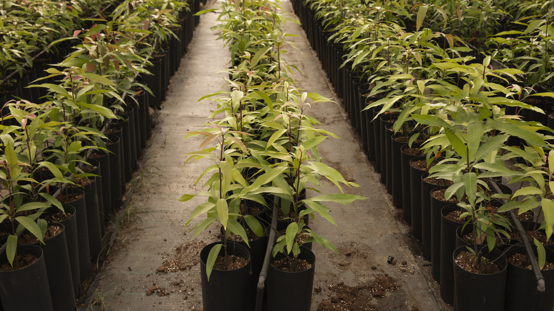 Reconnaître un CBD de qualité produit dans le Var : méthodes et critères à connaître